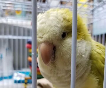 Academy Animal Hospital of Laurinburg