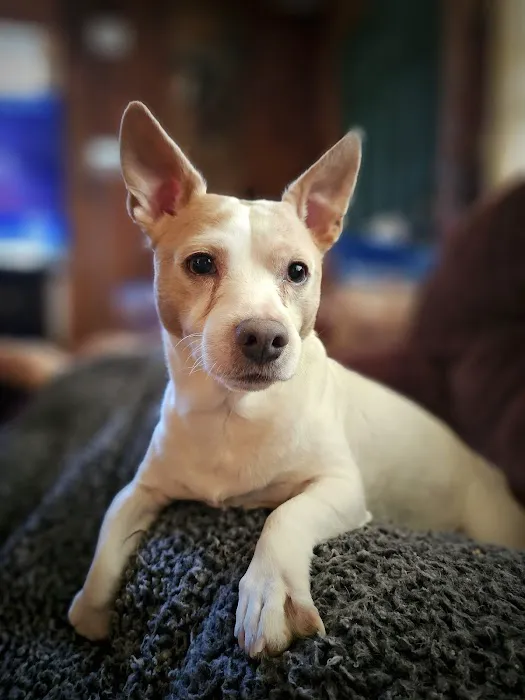 Academy Animal Hospital of Laurinburg 5