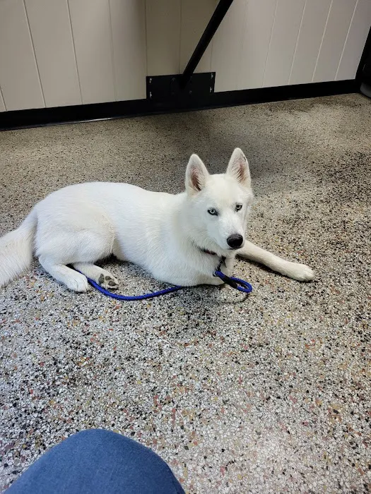 Academy Animal Hospital of Laurinburg 4