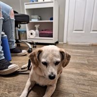 Marlboro Veterinary Services ico