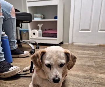 Marlboro Veterinary Services