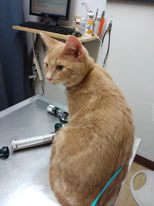 Augusta Animal Hospital 5