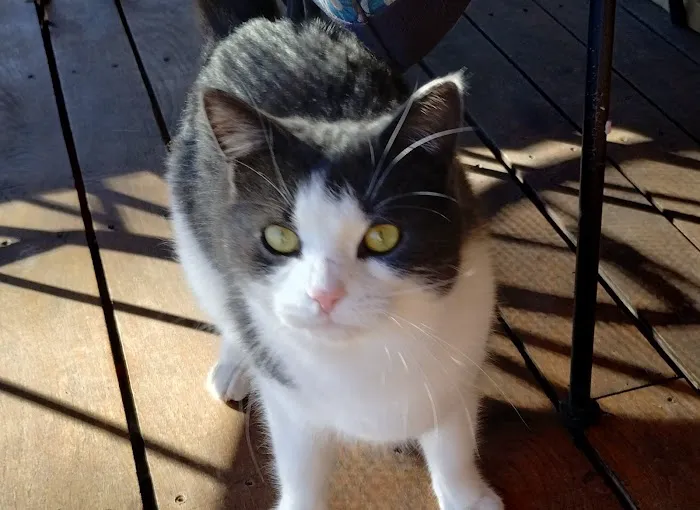 Cacapon Veterinary Medical Center 8
