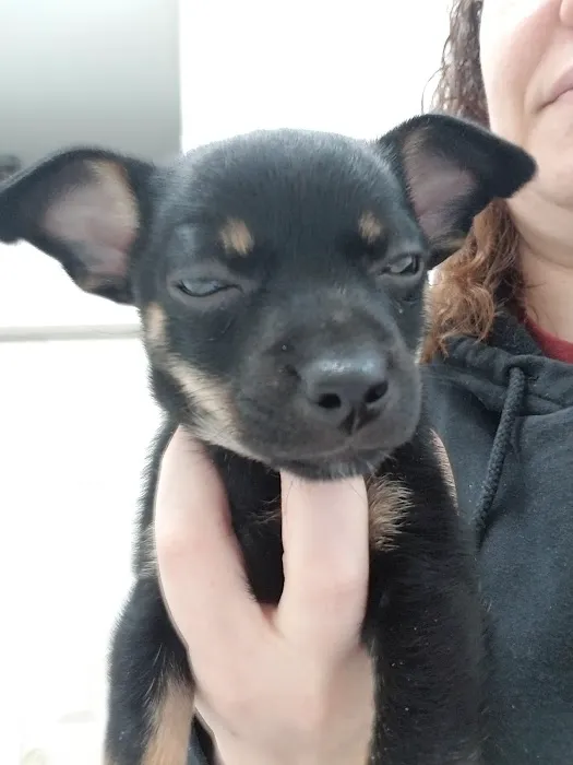Cacapon Veterinary Medical Center 7