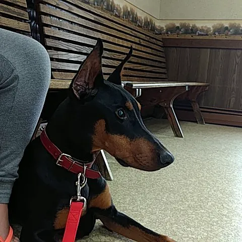 Kittanning Veterinary Hospital 1