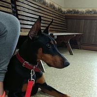 Kittanning Veterinary Hospital ico