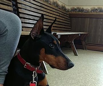 Kittanning Veterinary Hospital