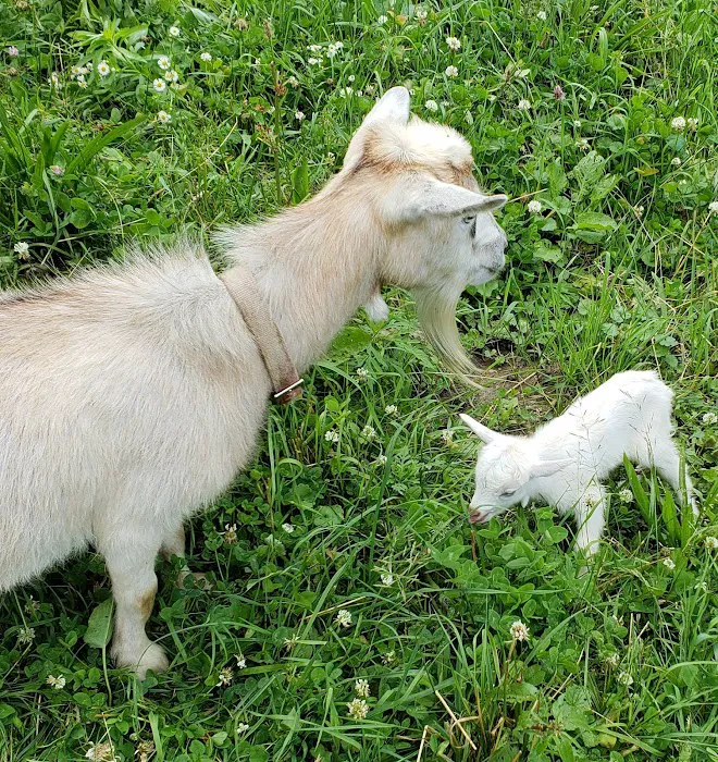 Forest Hills Veterinary 2