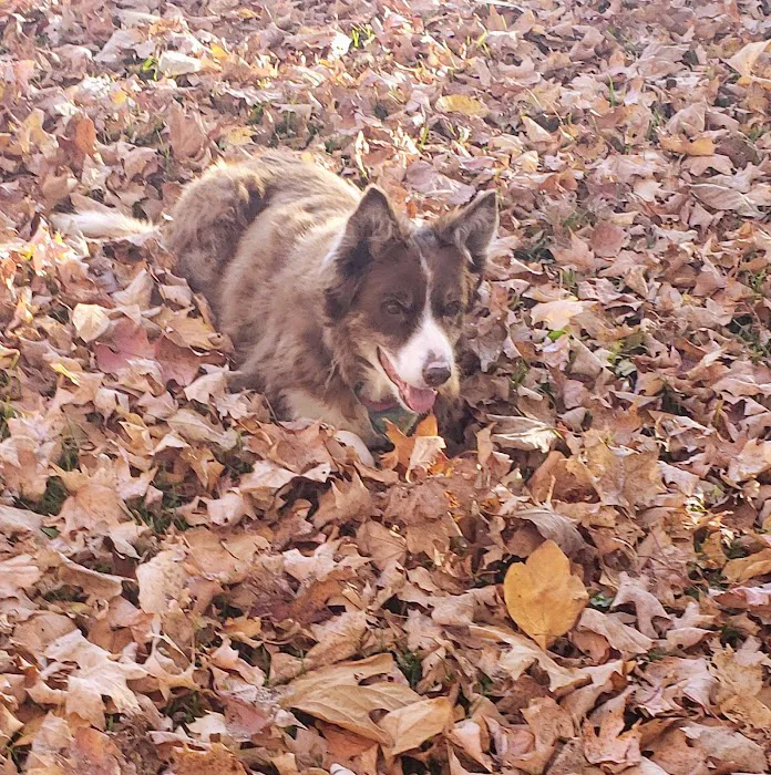 Forest Hills Veterinary 9