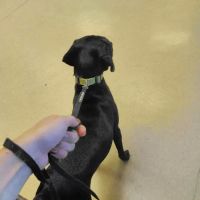 Forest Hills Veterinary ico