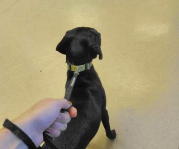 Forest Hills Veterinary