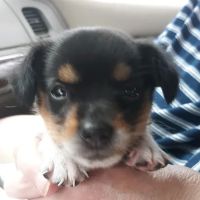 Drummond Animal Hospital ico