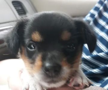 Drummond Animal Hospital