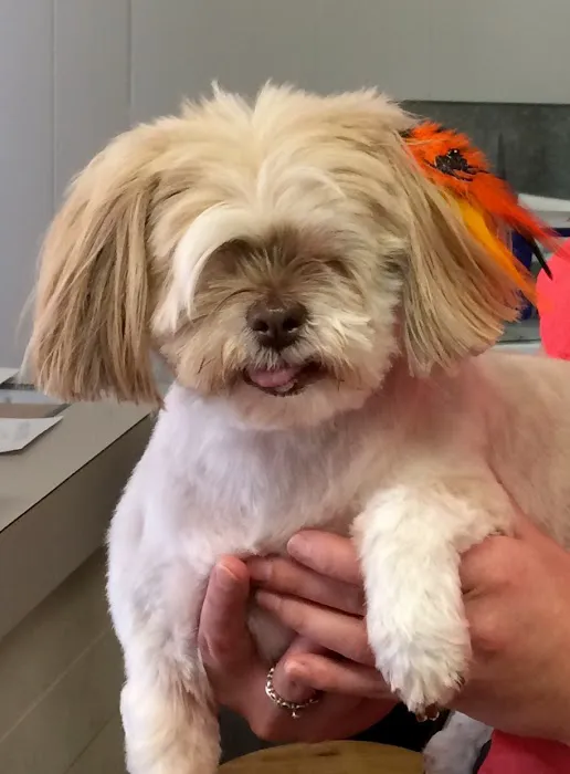 Animal Hospital of Punxsy 3