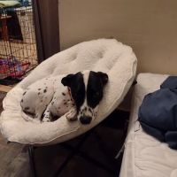 Animal Hospital of Punxsy ico