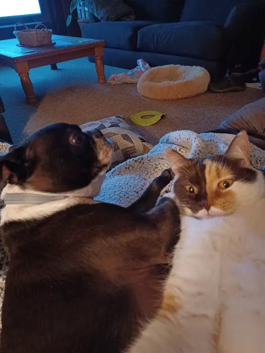 Animal Hospital of Punxsy 6