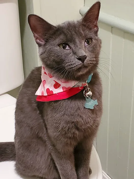 Canisteo Veterinary Hospital 3