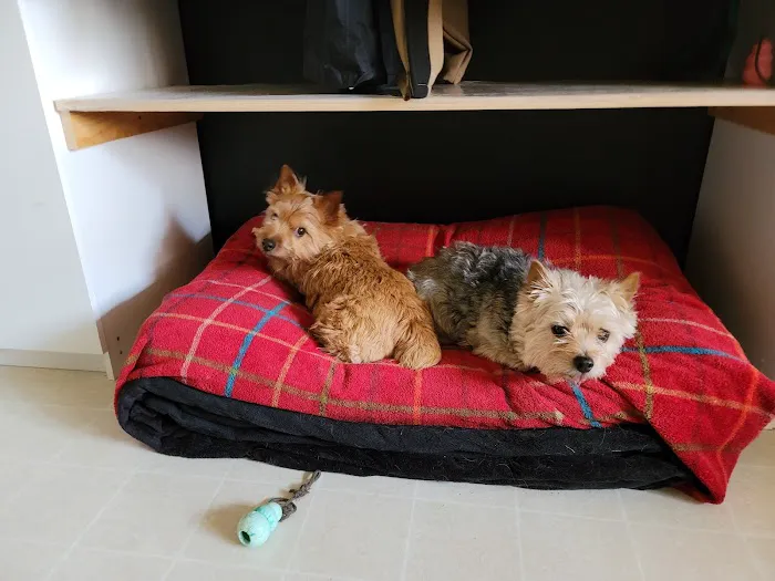 Perry Pet 6