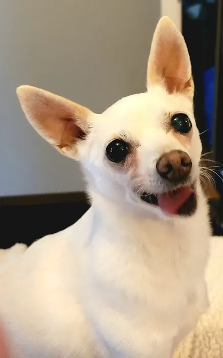 Perry Pet 1