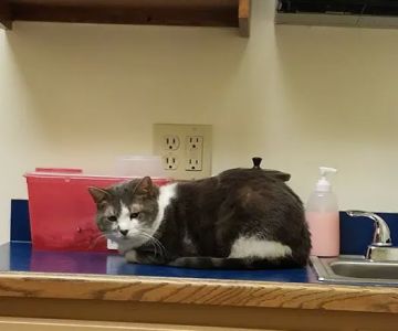 Livonia Veterinary Hospital