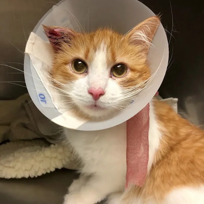 Livonia Veterinary Hospital 9