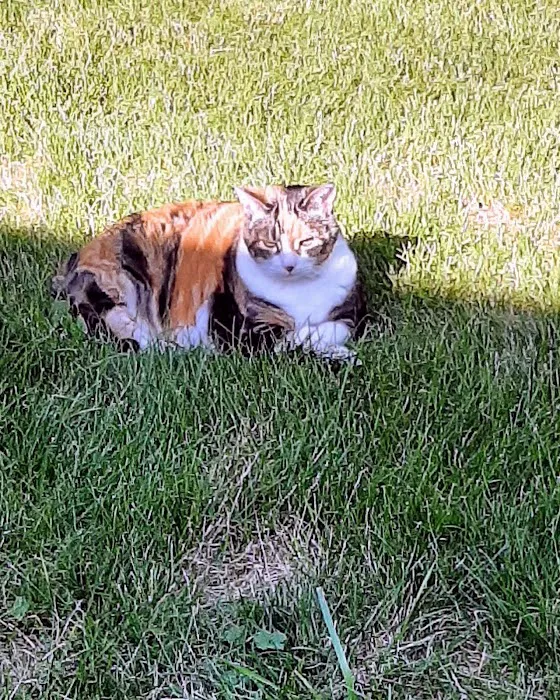 Livonia Veterinary Hospital 8