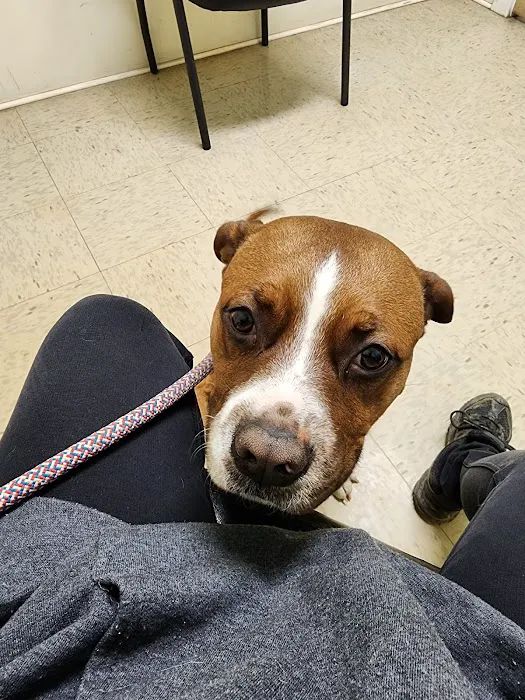 York Animal Hospital 2