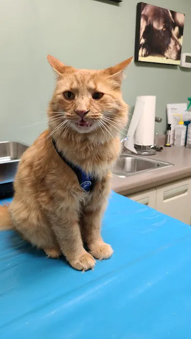 York Animal Hospital 1