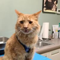 York Animal Hospital ico