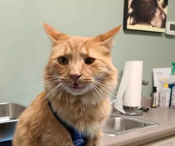 York Animal Hospital