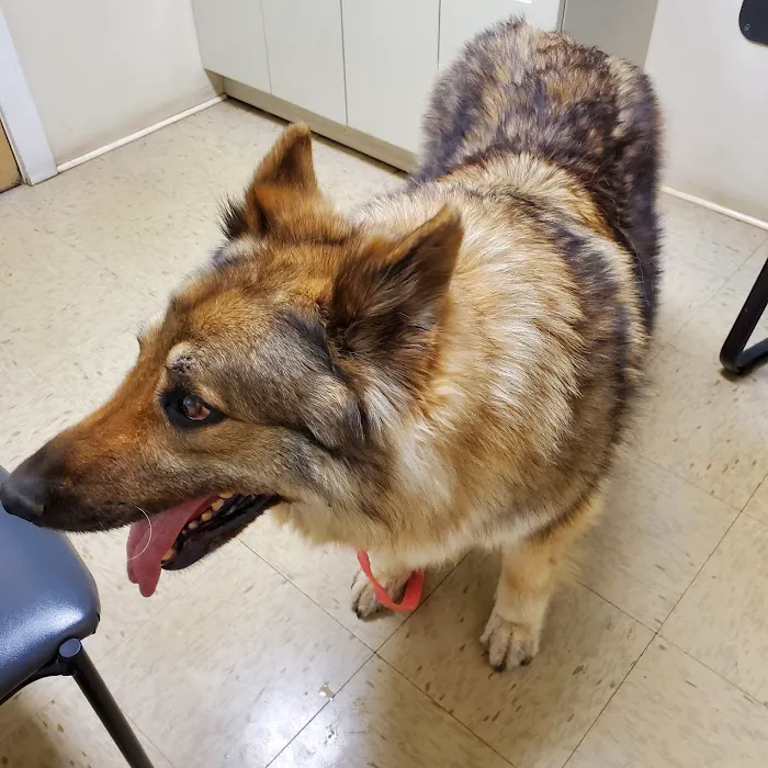 York Animal Hospital 5