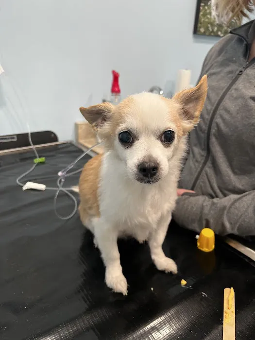 York Animal Hospital 4