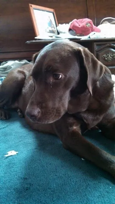 York Animal Hospital 6
