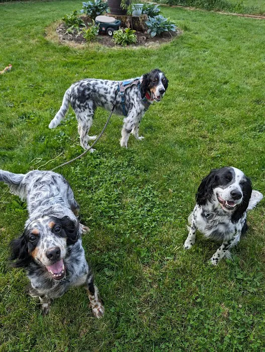 York Animal Hospital 8