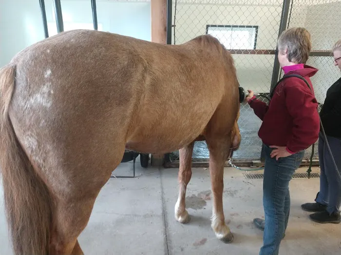 Henderson Equine Clinic 1