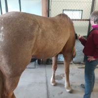 Henderson Equine Clinic ico