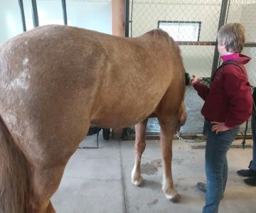 Henderson Equine Clinic