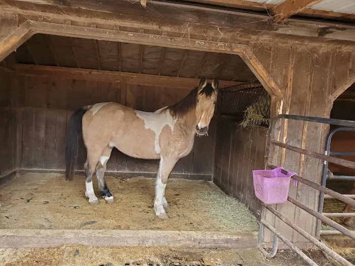 Henderson Equine Clinic 6
