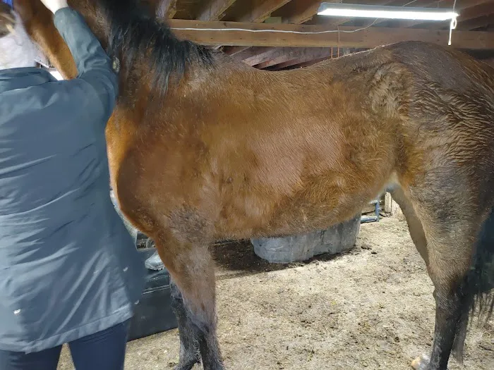 Henderson Equine Clinic 5