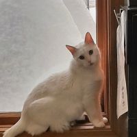 Leroy Animal Clinic ico