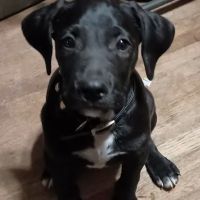Dr Nathan's Veterinary Clinic ico
