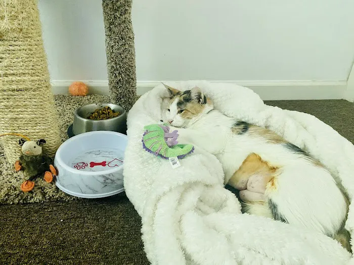 Dr Nathan's Veterinary Clinic 5