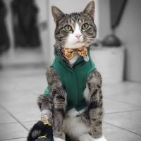 Avon Animal Hospital ico