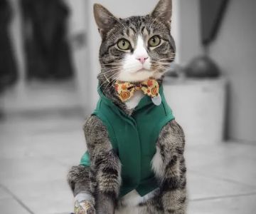 Avon Animal Hospital