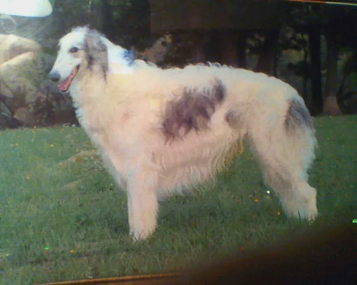 Avon Animal Hospital 5