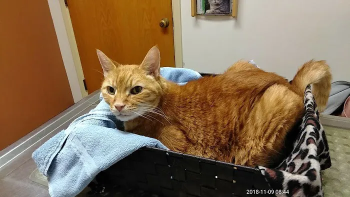 Honeoye Falls Veterinary Hospital 6