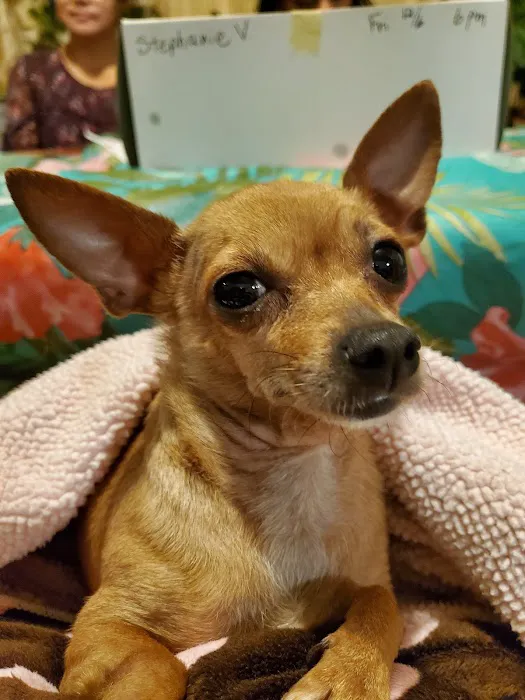 West Side Pet Clinic 1