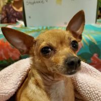 West Side Pet Clinic ico