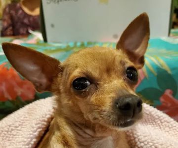 West Side Pet Clinic