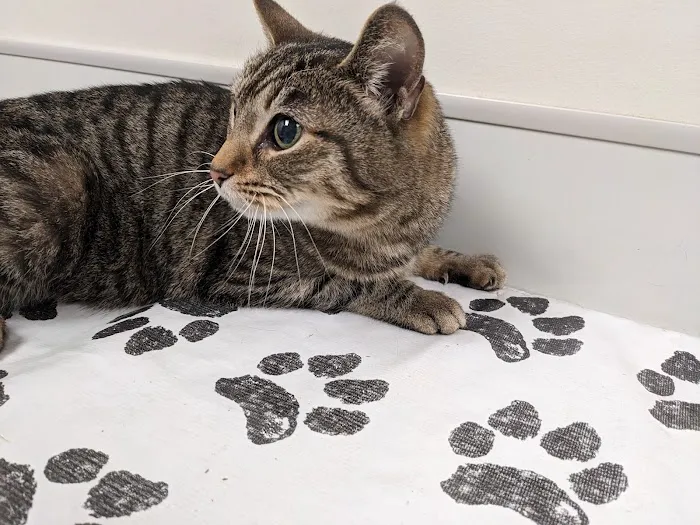 West Side Pet Clinic 4